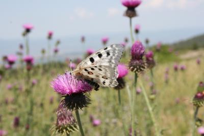 Medio Ambiente pone en marcha un proyecto piloto en el parque natural Puebla de San Miguel para estudiar las condiciones de vida de la mariposa Apolo